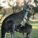 Are there marsupials only in Australia?